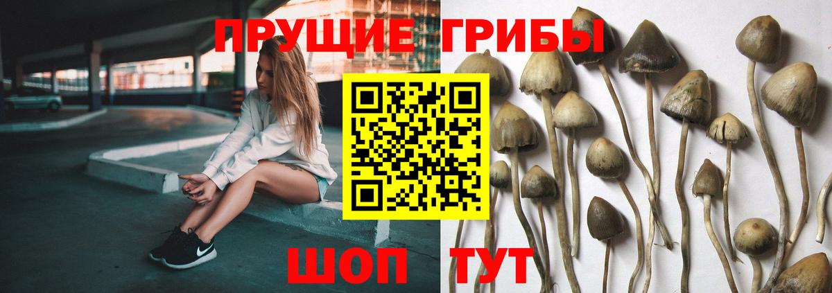 Псилоцибиновые грибы Psilocybine cubensis Владивосток